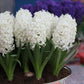 White Pearl Prepared Hyacinth Bulbs Blooms Species Growing Bonsai Roots Rhizomes Corms Tubers Potted Planting Reblooming Fragrant Garden Flower Seeds Plant Gardening