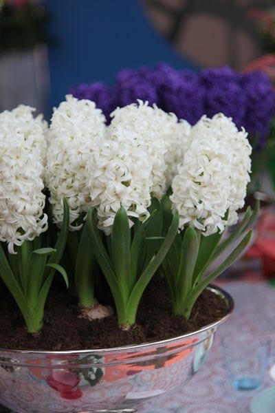 White Pearl Prepared Hyacinth Bulbs Blooms Species Growing Bonsai Roots Rhizomes Corms Tubers Potted Planting Reblooming Fragrant Garden Flower Seeds Plant Gardening