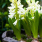 White Pearl Prepared Hyacinth Bulbs Blooms Species Growing Bonsai Roots Rhizomes Corms Tubers Potted Planting Reblooming Fragrant Garden Flower Seeds Plant Gardening