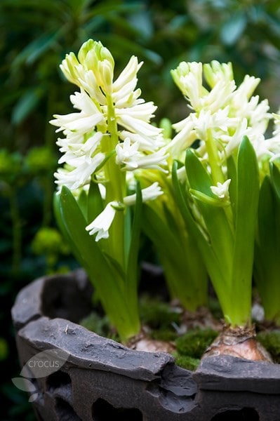 White Pearl Prepared Hyacinth Bulbs Blooms Species Growing Bonsai Roots Rhizomes Corms Tubers Potted Planting Reblooming Fragrant Garden Flower Seeds Plant Gardening