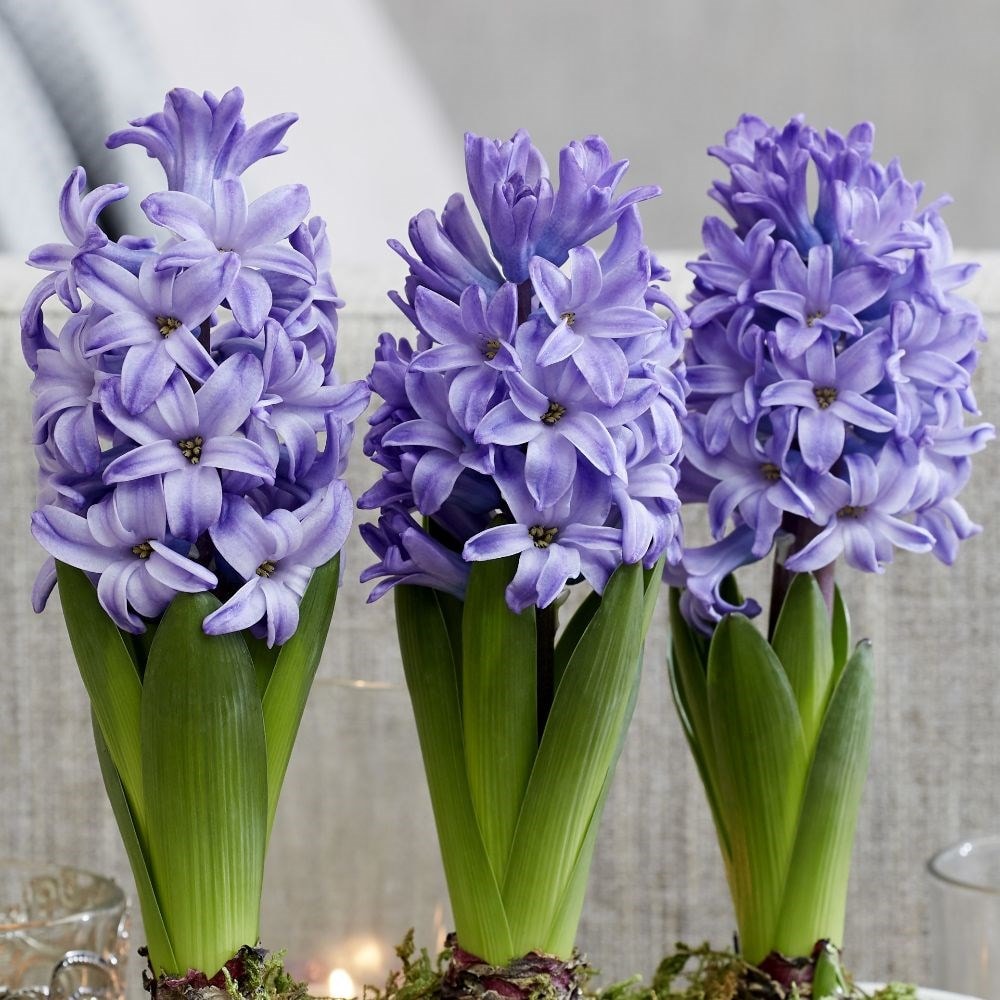 Scented Blue Hyacinth Bulbs Blooms Species Growing Bonsai Roots Rhizomes Corms Tubers Potted Planting Reblooming Fragrant Garden Flower Seeds Plant Gardening