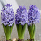 Scented Blue Hyacinth Bulbs Blooms Species Growing Bonsai Roots Rhizomes Corms Tubers Potted Planting Reblooming Fragrant Garden Flower Seeds Plant Gardening