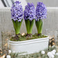 Scented Blue Hyacinth Bulbs Blooms Species Growing Bonsai Roots Rhizomes Corms Tubers Potted Planting Reblooming Fragrant Garden Flower Seeds Plant Gardening