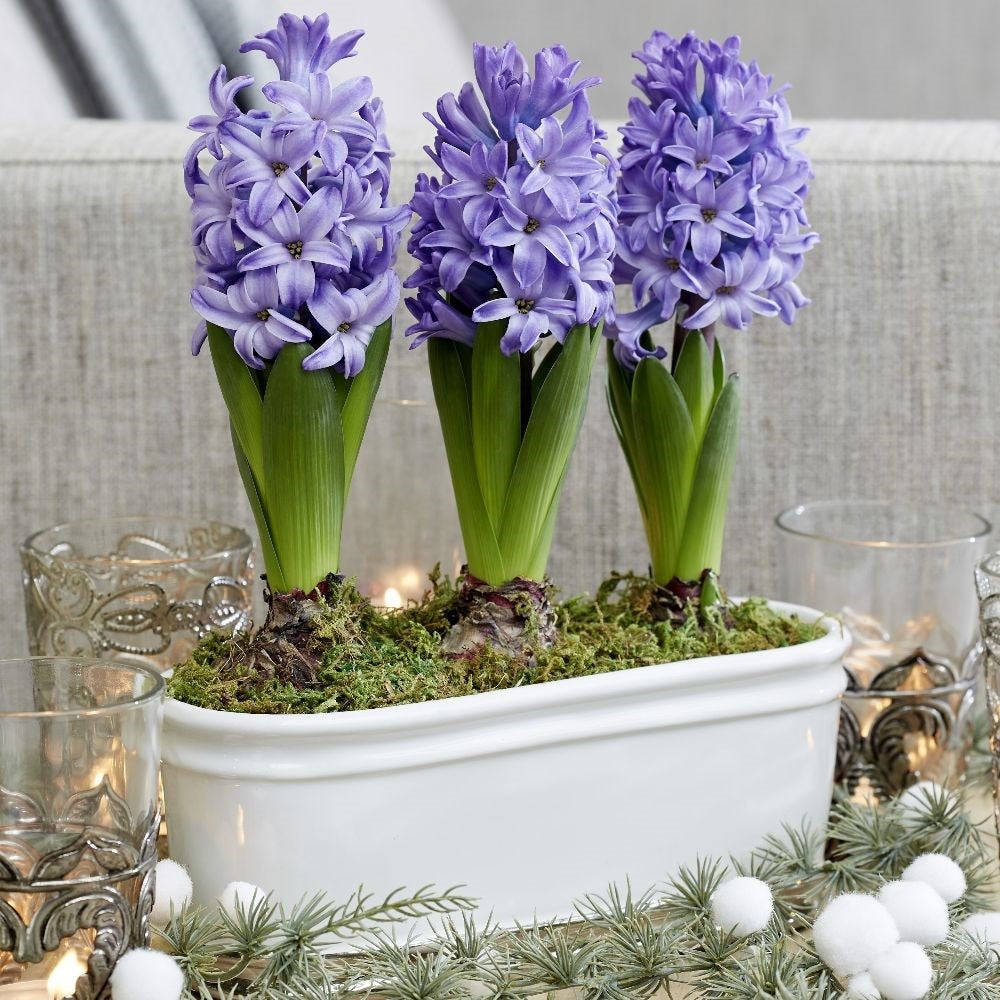 Scented Blue Hyacinth Bulbs Blooms Species Growing Bonsai Roots Rhizomes Corms Tubers Potted Planting Reblooming Fragrant Garden Flower Seeds Plant Gardening
