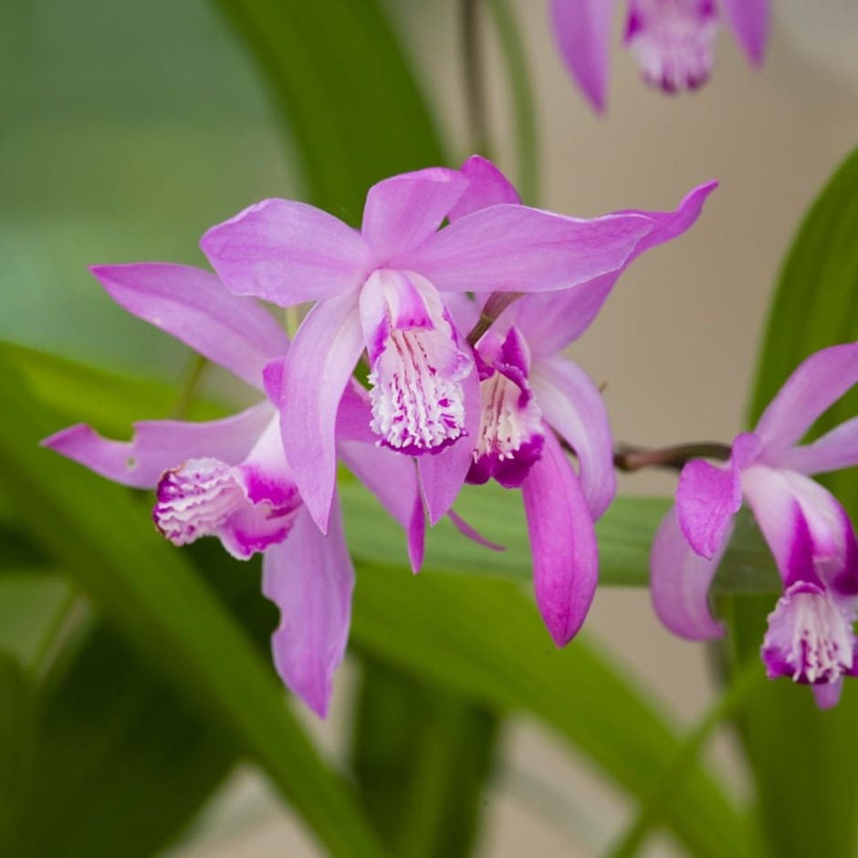 Bletilla Striata Hyacinth Orchid Bulbs Blooms Species Growing Bonsai Roots Rhizomes Corms Tubers Potted Planting Reblooming Fragrant Garden Flower Seeds Plant Gardening