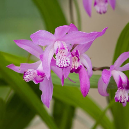 Bletilla Striata Hyacinth Orchid Bulbs Blooms Species Growing Bonsai Roots Rhizomes Corms Tubers Potted Planting Reblooming Fragrant Garden Flower Seeds Plant Gardening