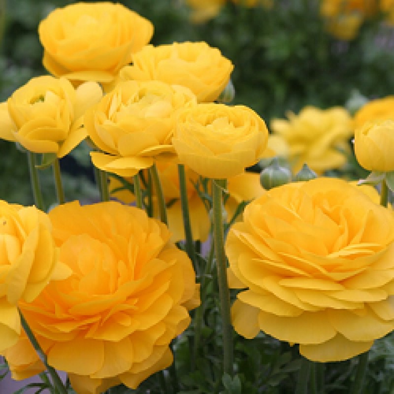 Ranunculus Yellow Corms Bulbs Growing Bonsai Roots Rhizomes Tubers Potted Planting Reblooming Fragrant Garden Species Blooms Flower Seeds Plant Gardening