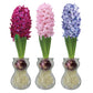 Water Hyacinth Bulbs Blooms Species Growing Bonsai Roots Rhizomes Corms Tubers Potted Planting Reblooming Fragrant Garden Flower Seeds Plant Gardening Grape Hyacinth