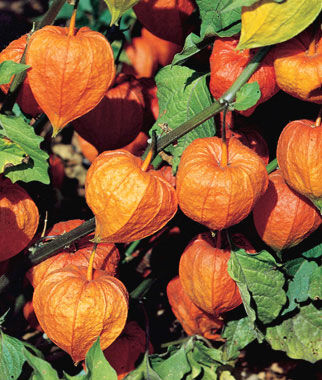 Chinese Lantern Strawberry Ground Cherry