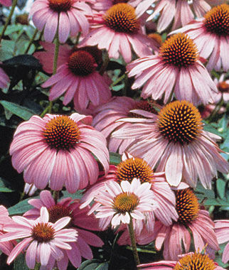 Echinacea Magnus