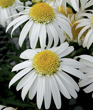 Shasta Daisy Alaska