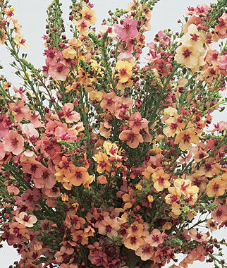 Verbascum Southern Charm Hybrid
