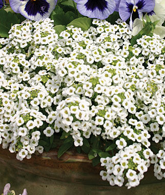 Alyssum Carpet Of Snow