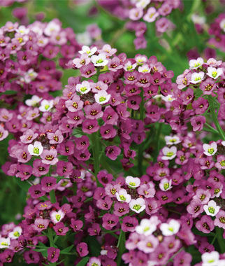 Alyssum Royal Carpet