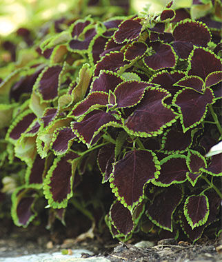 Coleus Chocolate Mint