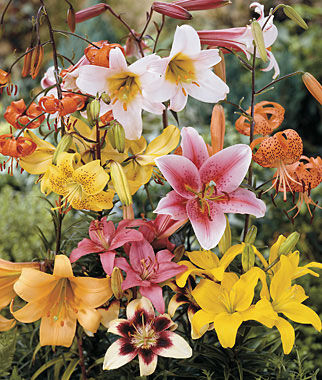 Lily All Summer Mix