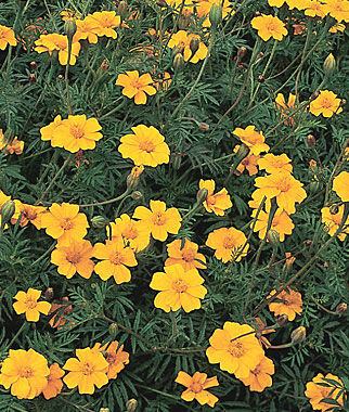 Marigold Nema-Gone