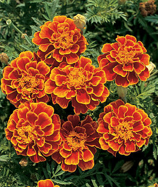 Marigold Queen Sophia?