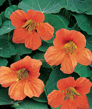 Nasturtium Vesuvius