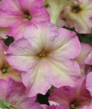 Petunia Antique Shades