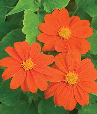 Tithonia Sundance