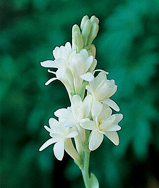 Tuberose The Pearl
