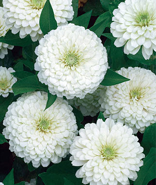 Zinnia White Wedding