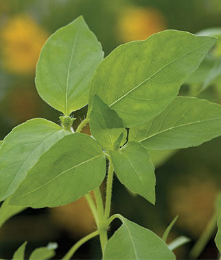 Basil Lemon