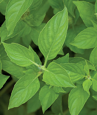 Basil Lime