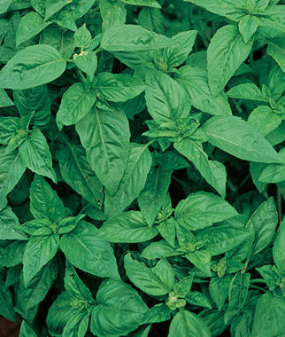 Basil Sweet
