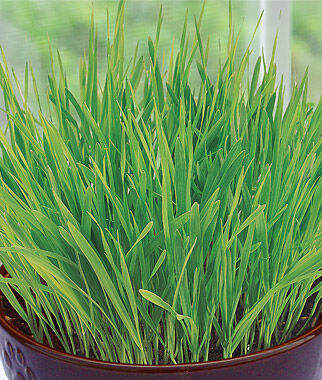 Cat Grass