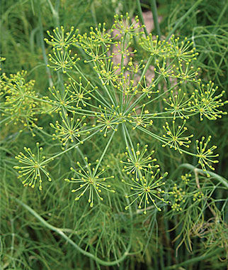 Dill Elephant