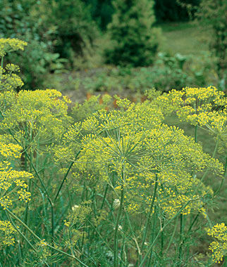 Dill Mammoth