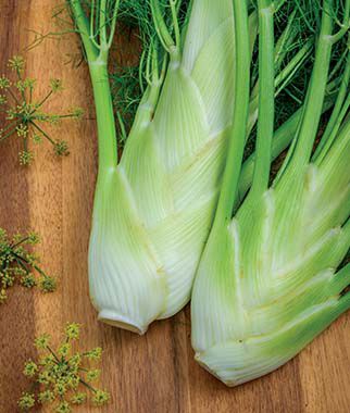 Fennel Florence