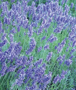 Lavender English