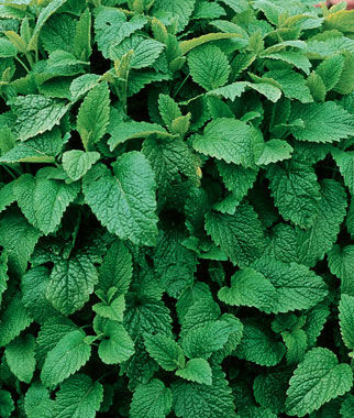 Lemon Balm