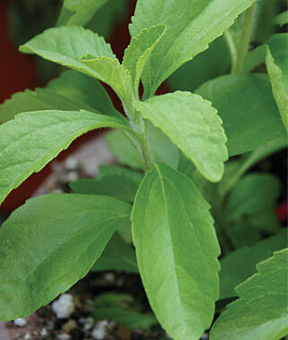 Stevia Sweet Leaf