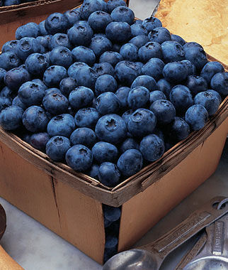 Blueberry Bluecrop