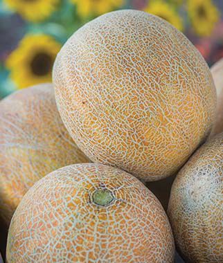Cantaloupe Burpees Ambrosia Hybrid