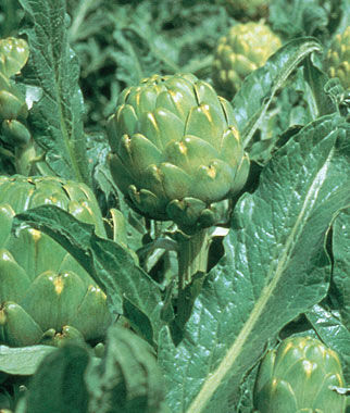 Artichoke Imperial Star