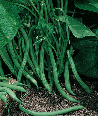 Bean Bush Blue Lake 274 Organic