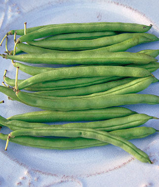 Bean Bush Blue Lake 274