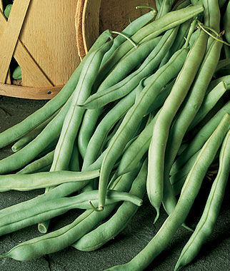 Bean Bush Burpees Stringless Green Pod