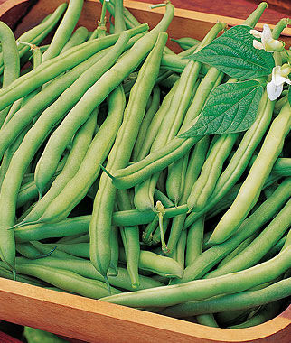 Bean Bush Heavyweight II