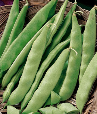 Bean Early Bush Italian