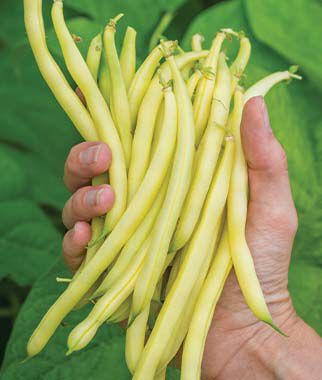 Bean Bush Gold Mine
