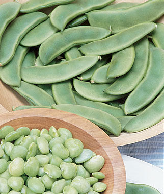 Bean Bush Lima Fordhook 242