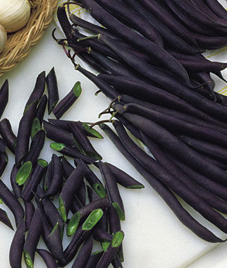 Bean Purple Queen