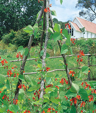 Bean Pole Scarlet Runner