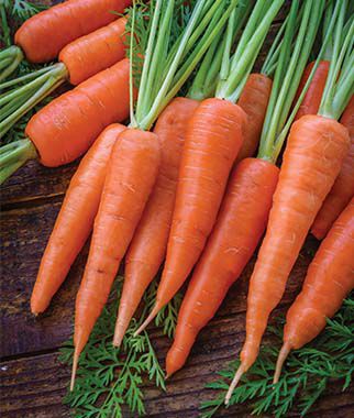 Carrot Danvers 126